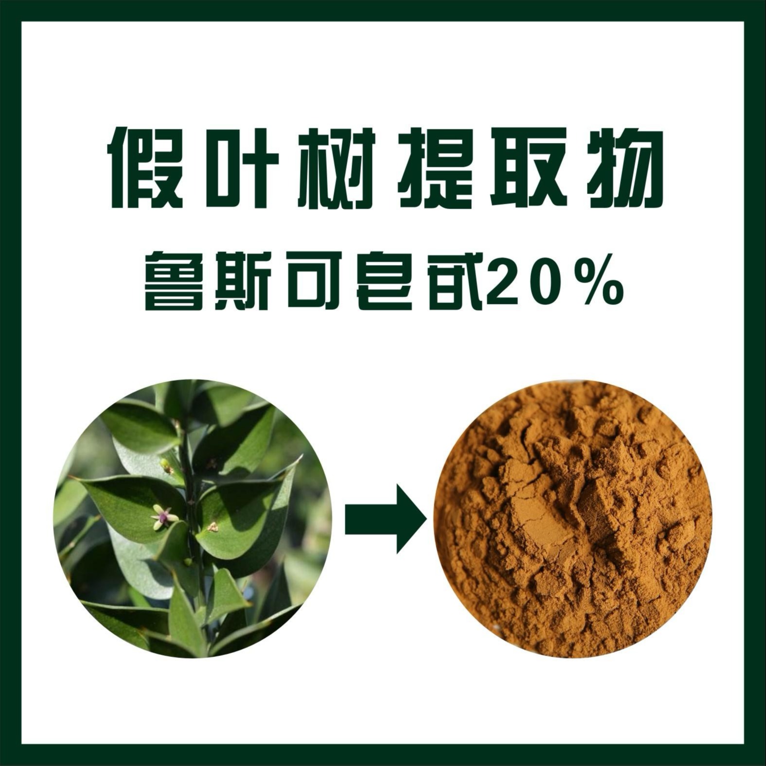 假葉樹提取物 魯斯可皂甙 純植物提取 優質植物提取物產品天域魯斯可