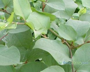 供應虎杖甙 植物提取物_醫藥、保養_世界工廠網中國產品信息庫