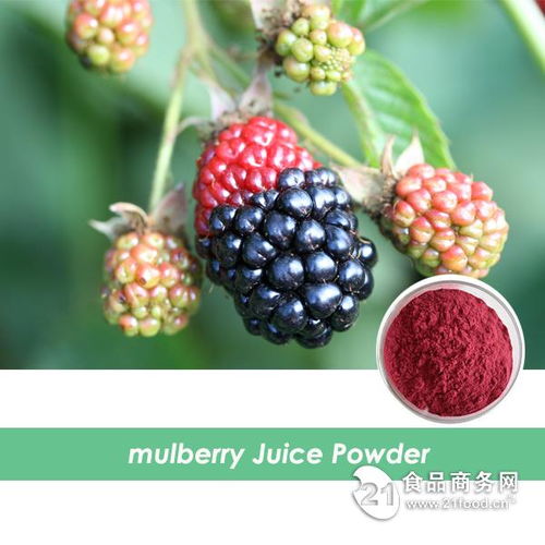 西安旭煌生物 工廠直銷高品質(zhì)桑葚粉，批發(fā)價格優(yōu)勢顯著