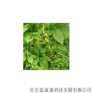 植物提取物高清大圖賞析 微觀世界中的自然精華